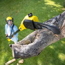 Best Lawn Disease Treatment  in Lehigh Acres, FL